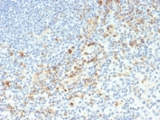 IHC staining of FFPE human spleen tissue with SIGLEC3 antibody (clone SIGLEC3/3597). HIER: boil tissue sections in pH 9 10mM Tris with 1mM EDTA for 20 min and allow to cool before testing.