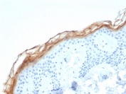 IHC staining of FFPE human skin tissue with KLK7 antibody (clone KLK7/4693). HIER: boil tissue sections in pH 9 10mM Tris with 1mM EDTA for 20 min and allow to cool before testing.
