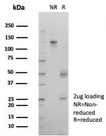 SDS-PAGE analysis of purified, BSA-free Interferon regulatory factor 3 antibody (clone PCRP-IRF3-2F9) as confirmation of integrity and purity.