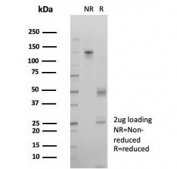 SDS-PAGE analysis of purified, BSA-free Interferon regulatory factor 3 antibody (clone PCRP-IRF3-4D7) as confirmation of integrity and purity.