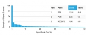 Analysis of a HuProt(TM) microarray containing more than 19,000 full-length human proteins using Interferon regulatory factor 3 antibody (clone PCRP-IRF3-4D7). Z- and S- Score: The Z-score represents the strength of a signal that a monoclonal antibody (in combination with a fluorescently-tagged anti-IgG secondary antibody) produces when binding to a particular protein on the HuProt(TM) array. Z-scores are described in units of standard deviations (SD's) above the mean value of all signals generated on that array. If targets on HuProt(TM) are arranged in descending order of the Z-score, the S-score is the difference (also in units of SD's) between the Z-score. S-score therefore represents the relative target specificity of a mAb to its intended target. A mAb is considered to specific to its intended target, if the mAb has an S-score of at least 2.5. For example, if a mAb binds to protein X with a Z-score of 43 and to protein Y with a Z-score of 14, then the S-score for the binding of that mAb to protein X is equal to 29.