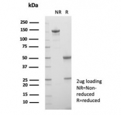 SDS-PAGE analysis of purified, BSA-free CD33 antibody (clone SIGLEC3/7612) as confirmation of integrity and purity.