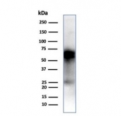Western blot testing of human THP-1 cell lysate with CD33 antibody (clone SIGLEC3/7612). Predicted molecular weight is 40-67 kDa depending on glycosylation level.