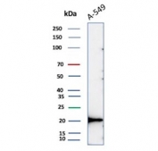 Western blot testing of human A549 cell lysate with recombinant Bax antibody (clone BAX/8960R). Predicted molecular weight ~21 kDa.