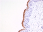 IHC staining of FFPE human skin tissue with KLK7 antibody (clone KLK7/4691). HIER: boil tissue sections in pH 9 10mM Tris with 1mM EDTA for 20 min and allow to cool before testing.