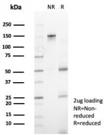 SDS-PAGE analysis of purified, BSA-free ZNF444 antibody (clone PCRP-ZNF444-1E11) as confirmation of integrity and purity.