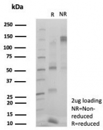 SDS-PAGE analysis of purified, BSA-free ZNF495 antibody (clone PCRP-ZSCAN5A-2H4) as confirmation of integrity and purity.