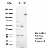 SDS-PAGE analysis of purified, BSA-free Myeloid zinc finger 1 antibody (clone PCRP-MZF1-1E8) as confirmation of integrity and purity.