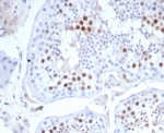 IHC staining of FFPE human testis tissue with KIF2C antibody (clone KIF2C/4702) at 2ug/ml. HIER: boil tissue sections in pH 9 10mM Tris with 1mM EDTA for 20 min and allow to cool before testing.
