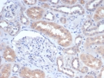 IHC staining of FFPE human kidney tissue with GCLM antibody (clone GCLM/4068). HIER: boil tissue sections in pH 9 10mM Tris with 1mM EDTA for 20 min and allow to cool before testing.