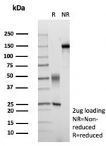 SDS-PAGE analysis of purified, BSA-free GLCLR antibody (clone GCLM/4069) as confirmation of integrity and purity.