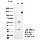 SDS-PAGE analysis of purified, BSA-free Guanylate binding protein 1 antibody (clone GBP1/7617) as confirmation of integrity and purity.