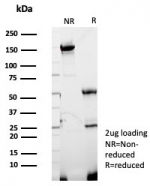 SDS-PAGE analysis of purified, BSA-free GBP1 antibody (clone GBP1/7618) as confirmation of integrity and purity.