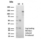 SDS-PAGE analysis of purified, BSA-free L1TD1 antibody (clone L1TD1/7941) as confirmation of integrity and purity.
