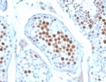 IHC staining of FFPE human testis tissue with MCAK antibody (clone KIF2C/6522) at 2ug/ml. HIER: boil tissue sections in pH 9 10mM Tris with 1mM EDTA for 20 min and allow to cool before testing.