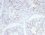 IHC staining of FFPE human testis tissue with KIF2C antibody (clone KIF2C/6526) at 2ug/ml. HIER: boil tissue sections in pH 9 10mM Tris with 1mM EDTA for 20 min and allow to cool before testing.