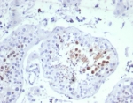 IHC staining of FFPE human testis tissue with KNSL6 antibody (clone KIF2C/6529) at 2ug/ml. HIER: boil tissue sections in pH 9 10mM Tris with 1mM EDTA for 20 min and allow to cool before testing.