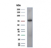 Western blot testing of human testis tissue lysate with Kinesin like protein 6 antibody (clone KIF2C/4704) at 2ug/ml. Predicted molecular weight 76-81 kDa.