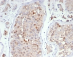 IHC staining of FFPE human testis tissue with KIF2C antibody (clone KIF2C/4706) at 2ug/ml. HIER: boil tissue sections in pH 9 10mM Tris with 1mM EDTA for 20 min and allow to cool before testing.