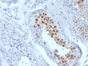 IHC staining of FFPE human testis tissue with KIF2C antibody (clone KIF2C/6519) at 2ug/ml. HIER: boil tissue sections in pH 9 10mM Tris with 1mM EDTA for 20 min and allow to cool before testing.