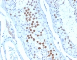 IHC staining of FFPE human testis tissue with KIF2C antibody (clone KIF2C/6528) at 2ug/ml. HIER: boil tissue sections in pH 9 10mM Tris with 1mM EDTA for 20 min and allow to cool before testing.