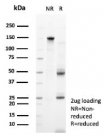 SDS-PAGE analysis of purified, BSA-free PTPRU antibody (clone PTPRU/7616) as confirmation of integrity and purity.