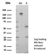 SDS-PAGE analysis of purified, BSA-free LIN28A antibody (clone PCRP-LIN28A-1E2) as confirmation of integrity and purity.