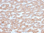 IHC staining of FFPE human liver tissue with SDHB antibody (clone SDHB/3745). HIER: boil tissue sections in pH 9 10mM Tris with 1mM EDTA for 20 min and allow to cool before testing.