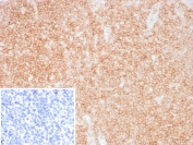 IHC staining of FFPE human tonsil tissue with recombinant CD48 antibody (clone CD48/8360R). Inset: PBS used in place of primary Ab (secondary Ab negative control). HIER: boil tissue sections in pH 9 10mM Tris with 1mM EDTA for 20 min and allow to cool before testing.