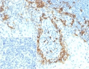 IHC staining of FFPE human tonsil tissue with Gp36 antibody (clone PDPN/7808R). Inset: PBS used in place of primary Ab (secondary Ab negative control). HIER: boil tissue sections in pH 9 10mM Tris with 1mM EDTA for 20 min and allow to cool before testing.