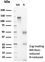 SDS-PAGE analysis of purified, BSA-free Glycoprotein 36 antibody (clone PDPN/8875R) as confirmation of integrity and purity.