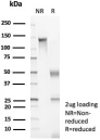 SDS-PAGE analysis of purified, BSA-free Glycoprotein 36 antibody (clone PDPN/8875R) as confirmation of integrity and purity.