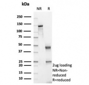 SDS-PAGE analysis of purified, BSA-free Podoplanin antibody (clone PDPN/8950R) as confirmation of integrity and purity.