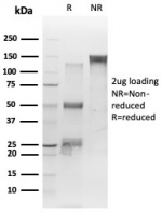SDS-PAGE analysis of purified, BSA-free TARDBP antibody (clone TARDP/349) as confirmation of integrity and purity.