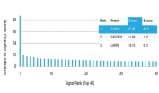 Analysis of a HuProt(TM) microarray containing more than 19,000 full-length human proteins using S100A4 antibody (clone S100A4/6995). Z- and S- Score: The Z-score represents the strength of a signal that a monoclonal antibody (in combination with a fluorescently-tagged anti-IgG secondary antibody) produces when binding to a particular protein on the HuProt(TM) array. Z-scores are described in units of standard deviations (SD's) above the mean value of all signals generated on that array. If targets on HuProt(TM) are arranged in descending order of the Z-score, the S-score is the difference (also in units of SD's) between the Z-score. S-score therefore represents the relative target specificity of a mAb to its intended target. A mAb is considered to specific to its intended target, if the mAb has an S-score of at least 2.5. For example, if a mAb binds to protein X with a Z-score of 43 and to protein Y with a Z-score of 14, then the S-score for the binding of that mAb to protein X is equal to 29.