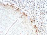 IHC staining of FFPE human brain tissue with recombinant GLUL antibody (clone rGLUL/8620). HIER: boil tissue sections in pH 9 10mM Tris with 1mM EDTA for 20 min and allow to cool before testing.