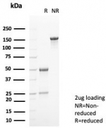 SDS-PAGE analysis of purified, BSA-free Calprotectin antibody (clone S100A9/7552) as confirmation of integrity and purity.