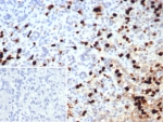 IHC staining of FFPE human spleen tissue with Calprotectin antibody (clone S100A9/7552). Inset: PBS used in place of primary Ab (secondary Ab negative control). HIER: boil tissue sections in pH 9 10mM Tris with 1mM EDTA for 20 min and allow to cool before testing.