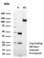 SDS-PAGE analysis of purified, BSA-free FCGR1A antibody (clone FCGR1A/7497) as confirmation of integrity and purity.