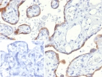 IHC staining of FFPE human placental tissue with S100A2 antibody (clone S100A2/6925). Inset: PBS used in place of primary Ab (secondary Ab negative control). HIER: boil tissue sections in pH 9 10mM Tris with 1mM EDTA for 20 min and allow to cool before testing.