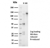 SDS-PAGE analysis of purified, BSA-free CREB3L4 antibody (clone PCRP-CREB3L4-1A3) as confirmation of integrity and purity.