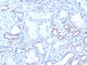 IHC staining of FFPE human kidney tissue with ROR gamma antibody (clone RORC/8017R). HIER: boil tissue sections in pH 9 10mM Tris with 1mM EDTA for 20 min and allow to cool before testing.