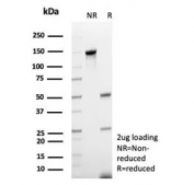 SDS-PAGE analysis of purified, BSA-free recombinant CD48 antibody (clone rCD48/8676) as confirmation of integrity and purity.