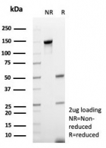 SDS-PAGE analysis of purified, BSA-free recombinant CD48 antibody (clone rCD48/8676) as confirmation of integrity and purity.