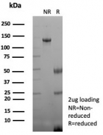 SDS-PAGE analysis of purified, BSA-free CD48 antibody (clone rCD48/8834) as confirmation of integrity and purity.