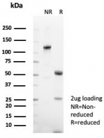 SDS-PAGE analysis of purified, BSA-free CD48 antibody (clone CD48/8601R) as confirmation of integrity and purity.