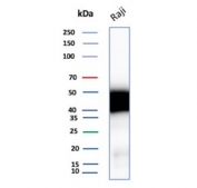 SDS-PAGE analysis of purified, BSA-free CD48 antibody (clone CD48/8601R) as confirmation of integrity and purity.