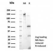 SDS-PAGE analysis of purified, BSA-free RXR gamma antibody (clone PCRP-RXRG-5C9) as confirmation of integrity and purity.