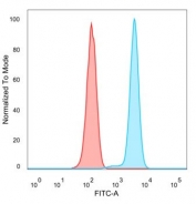 Flow cytometry testing of PFA-fixed human HeLa cells with RXR gamma antibody (clone PCRP-RXRG-5C9) followed by goat anti-mouse IgG-CF488 (blue); Red = unstained cells.