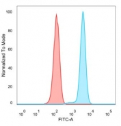 Flow cytometry testing of PFA-fixed human HeLa cells with RXR gamma antibody (clone PCRP-RXRG-5C9) followed by goat anti-mouse IgG-CF488 (blue); Red = unstained cells.